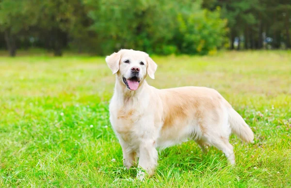 Szczęśliwy pies piękny Golden Retriever na trawie w letni dzień — Zdjęcie stockowe