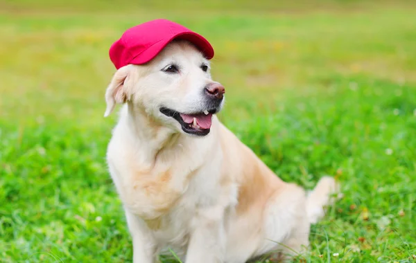 Felice Golden Retriever cane su erba in berretto da baseball rosso — Foto Stock
