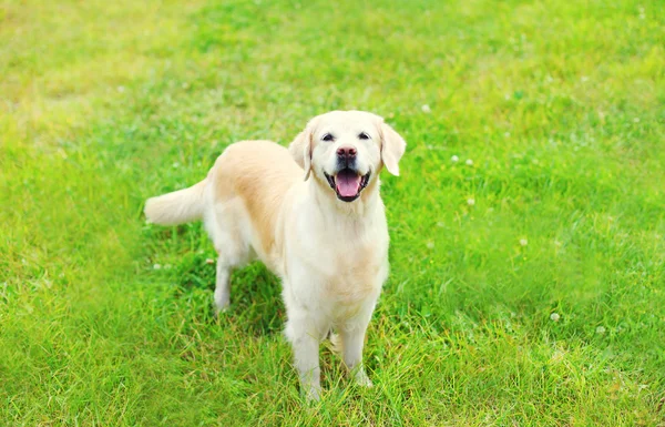 Szczęśliwy pies Golden Retriever na trawie w letni dzień — Zdjęcie stockowe