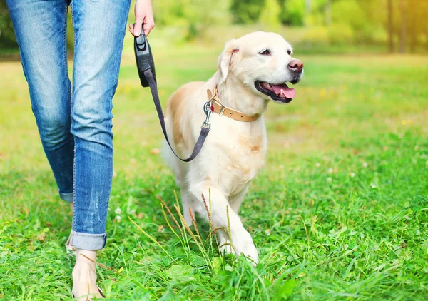 Ägaren gå med Golden Retriever hund tillsammans i park — Stockfoto