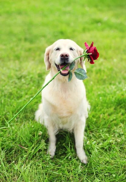 Bellissimo cane Golden Retriever con fiore rosso tra i denti su gr — Foto Stock