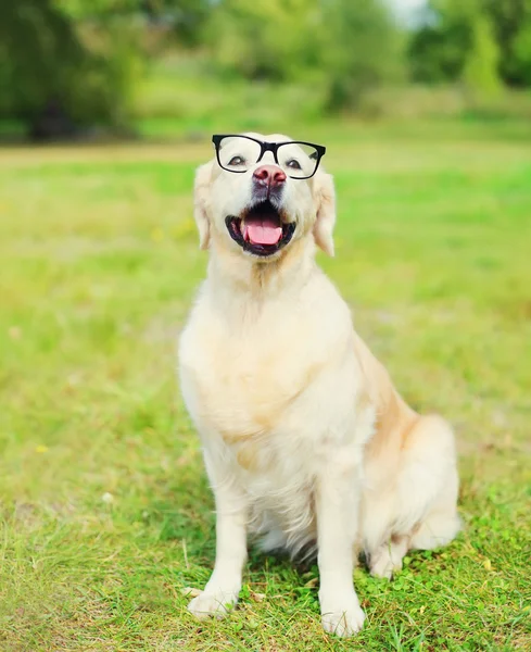 Golden Retriever cão em óculos na grama no dia de verão — Fotografia de Stock