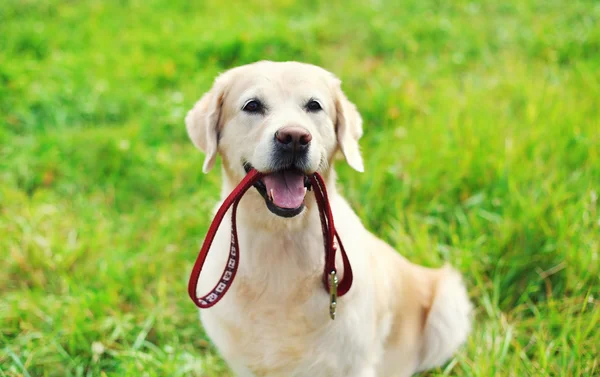 Ευτυχισμένος Golden Retriever σκύλου με λουρί που κάθεται στο γρασίδι, το καλοκαίρι — Φωτογραφία Αρχείου