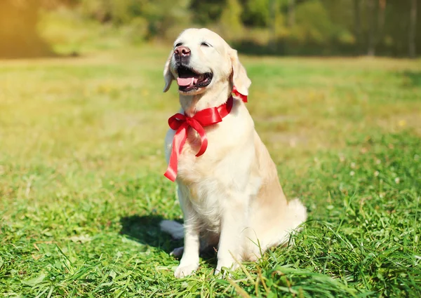 Szczęśliwy pies Golden Retriever z czerwoną kokardą siedząc na trawie w sunn — Zdjęcie stockowe