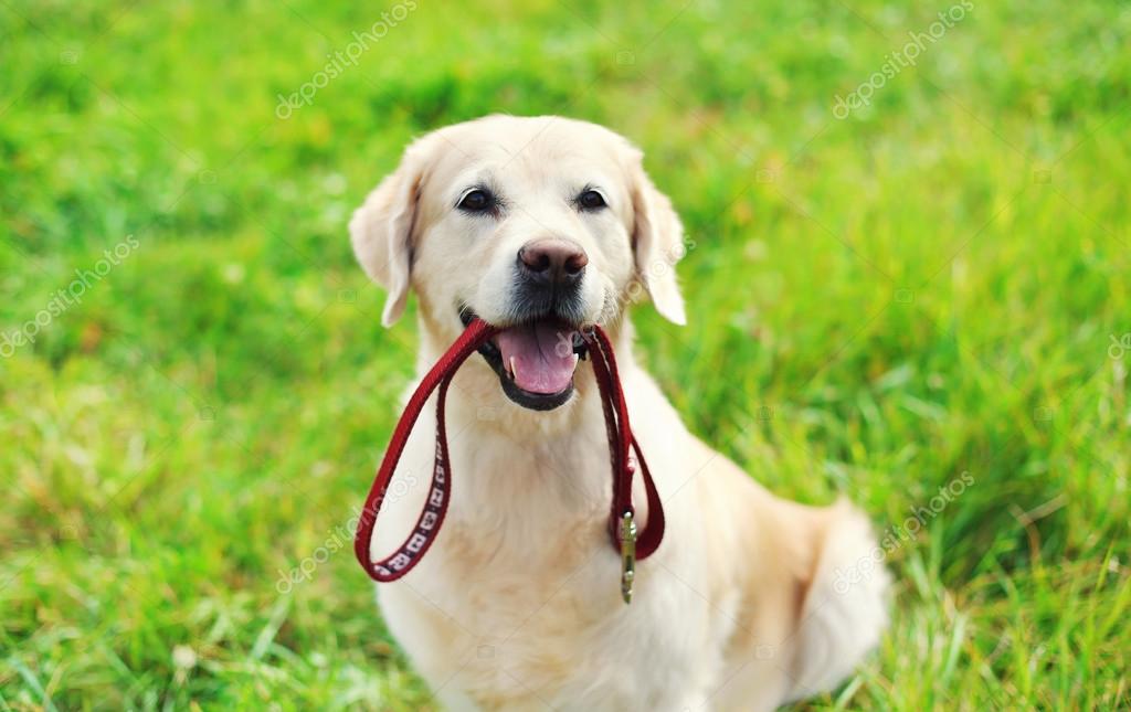 Happy Golden Retriever dog with leash sitting on grass in summer Stock Photo by ©Rohappy 98927348