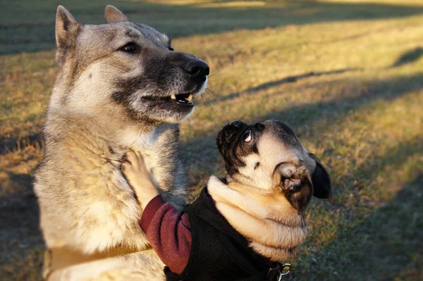 Przyjazne Psy Pug Syberyjski Husky — Zdjęcie stockowe