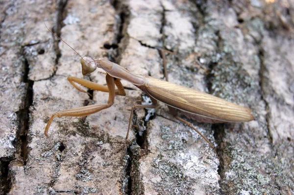 Locusts Perched Bark Old Tree — Stock Photo, Image