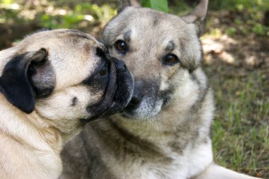 Husky ve pug arasındaki arkadaşlık. Yaz parkında yürüyüşe çıkmış köpekler..