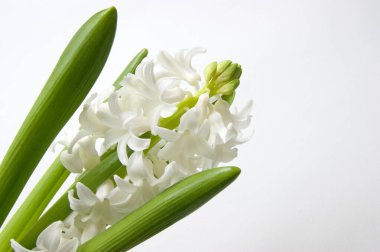 Baharın başında beyaz doğulu sümbül çiçekleri. Beyaz arkaplan.