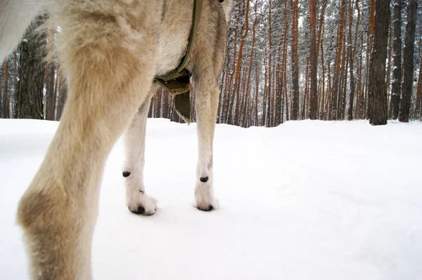 Tiro Interessante Inverno Patas Cão Neve Vista Traseira Pet Cuidado — Fotografia de Stock