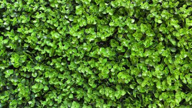 Green grass texture. Bright grass background. Nature wallpaper.