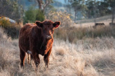 Avustralya sığır çiftliğinin taşrasında yaz aylarında sürdürülebilir tarım uygulamaları yapan yenilenebilir tarım çiftliği.