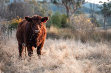 Avustralya 'da bir tarlada otlayan damızlık sığır, inek ve buzağılar. Sığır türleri arasında uzun otlaklarda wagyu, Murray Grey, Angus, Brangus ve wagyu bulunur.