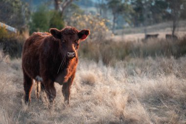 Avustralya 'da bir tarlada otlayan damızlık sığır, inek ve buzağılar. Sığır türleri arasında uzun otlaklarda wagyu, Murray Grey, Angus, Brangus ve wagyu bulunur.