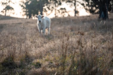Avustralya sığır çiftliğinin taşrasında yaz aylarında sürdürülebilir tarım uygulamaları yapan yenilenebilir tarım çiftliği.