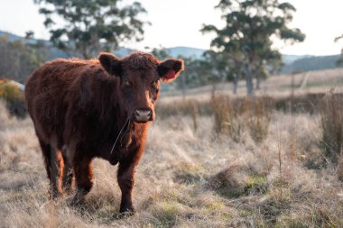 Avustralya 'da bir tarlada otlayan damızlık sığır, inek ve buzağılar. Sığır türleri arasında uzun otlaklarda wagyu, Murray Grey, Angus, Brangus ve wagyu bulunur.
