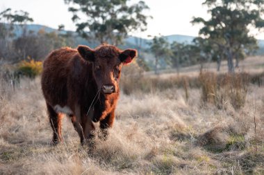 Avustralya sığır çiftliğinin taşrasında yaz aylarında sürdürülebilir tarım uygulamaları yapan yenilenebilir tarım çiftliği.