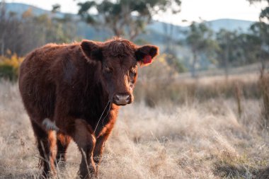 Avustralya 'da bir tarlada otlayan damızlık sığır, inek ve buzağılar. Sığır türleri arasında uzun otlaklarda wagyu, Murray Grey, Angus, Brangus ve wagyu bulunur.