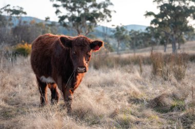 Avustralya 'da bir tarlada otlayan damızlık sığır, inek ve buzağılar. Sığır türleri arasında uzun otlaklarda wagyu, Murray Grey, Angus, Brangus ve wagyu bulunur.