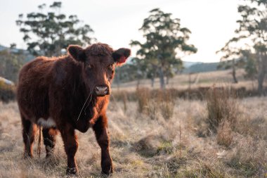 Avustralya sığır çiftliğinin taşrasında yaz aylarında sürdürülebilir tarım uygulamaları yapan yenilenebilir tarım çiftliği.