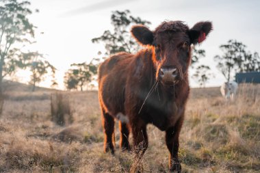 Avustralya sığır çiftliğinin taşrasında yaz aylarında sürdürülebilir tarım uygulamaları yapan yenilenebilir tarım çiftliği.