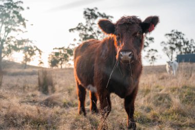 Avustralya 'da bir tarlada otlayan damızlık sığır, inek ve buzağılar. Sığır türleri arasında uzun otlaklarda wagyu, Murray Grey, Angus, Brangus ve wagyu bulunur.