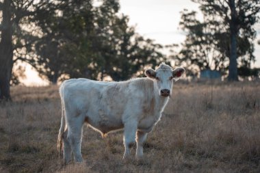 Avustralya sığır çiftliğinin taşrasında yaz aylarında sürdürülebilir tarım uygulamaları yapan yenilenebilir tarım çiftliği.