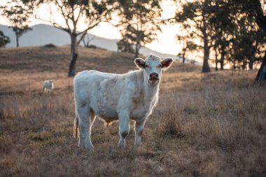 Avustralya 'da bir tarlada otlayan damızlık sığır, inek ve buzağılar. Sığır türleri arasında uzun otlaklarda wagyu, Murray Grey, Angus, Brangus ve wagyu bulunur.