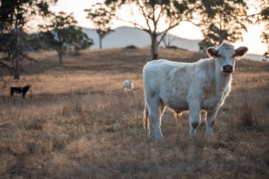 Avustralya 'da bir tarlada otlayan damızlık sığır, inek ve buzağılar. Sığır türleri arasında uzun otlaklarda wagyu, Murray Grey, Angus, Brangus ve wagyu bulunur.