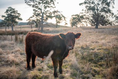 Avustralya sığır çiftliğinin taşrasında yaz aylarında sürdürülebilir tarım uygulamaları yapan yenilenebilir tarım çiftliği.