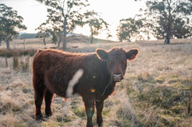 Avustralya 'da bir tarlada otlayan damızlık sığır, inek ve buzağılar. Sığır türleri arasında uzun otlaklarda wagyu, Murray Grey, Angus, Brangus ve wagyu bulunur.
