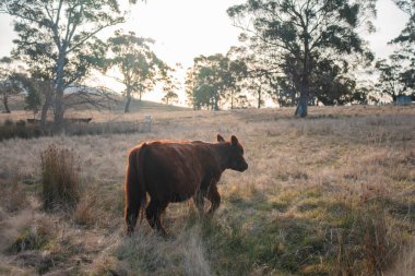 Avustralya sığır çiftliğinin taşrasında yaz aylarında sürdürülebilir tarım uygulamaları yapan yenilenebilir tarım çiftliği.
