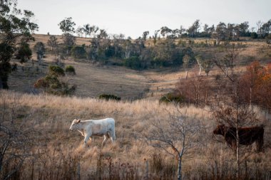 Avustralya sığır çiftliğinin taşrasında yaz aylarında sürdürülebilir tarım uygulamaları yapan yenilenebilir tarım çiftliği.