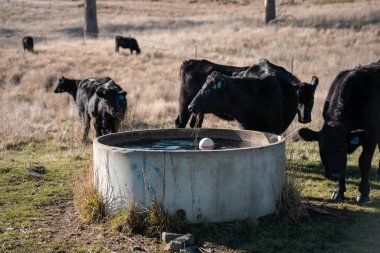 Angus yuvarlak bir yalaktan su içen ineği sakinleştirir. Avustralya 'da sığır çiftliğindeki bir tarlada çiftlik hayvanları için su yalağı. 