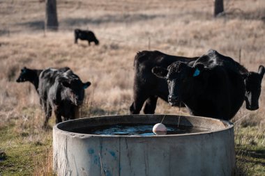 Angus yuvarlak bir yalaktan su içen ineği sakinleştirir. Avustralya 'da sığır çiftliğindeki bir tarlada çiftlik hayvanları için su yalağı. 