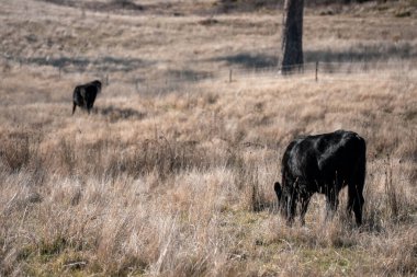 Angus yuvarlak bir yalaktan su içen ineği sakinleştirir. Avustralya 'da sığır çiftliğindeki bir tarlada çiftlik hayvanları için su yalağı. 