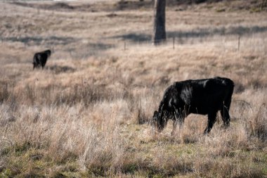 Angus yuvarlak bir yalaktan su içen ineği sakinleştirir. Avustralya 'da sığır çiftliğindeki bir tarlada çiftlik hayvanları için su yalağı. 