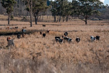 Avustralya sığır çiftliğinin taşrasında yaz aylarında sürdürülebilir tarım uygulamaları yapan yenilenebilir tarım çiftliği.