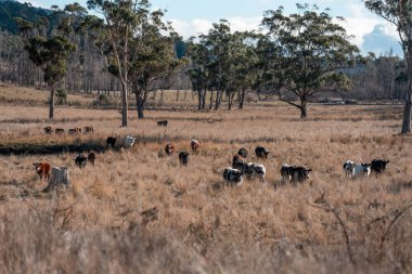 Avustralya 'da bir tarlada otlayan damızlık sığır, inek ve buzağılar. Sığır türleri arasında uzun otlaklarda wagyu, Murray Grey, Angus, Brangus ve wagyu bulunur.