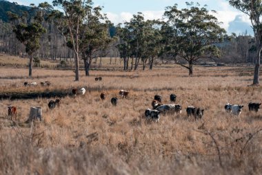Avustralya sığır çiftliğinin taşrasında yaz aylarında sürdürülebilir tarım uygulamaları yapan yenilenebilir tarım çiftliği.