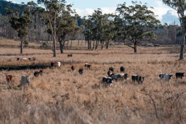Avustralya 'da bir tarlada otlayan damızlık sığır, inek ve buzağılar. Sığır türleri arasında uzun otlaklarda wagyu, Murray Grey, Angus, Brangus ve wagyu bulunur.