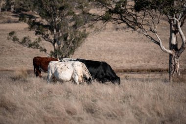 Avustralya 'da bir tarlada otlayan damızlık sığır, inek ve buzağılar. Sığır türleri arasında uzun otlaklarda wagyu, Murray Grey, Angus, Brangus ve wagyu bulunur.