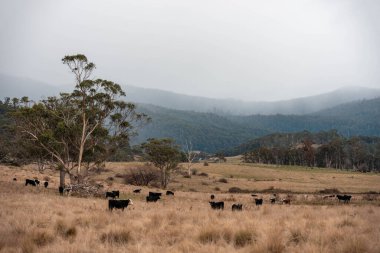 Avustralya 'da bir tarlada otlayan damızlık sığır, inek ve buzağılar. Sığır türleri arasında uzun otlaklarda wagyu, Murray Grey, Angus, Brangus ve wagyu bulunur.