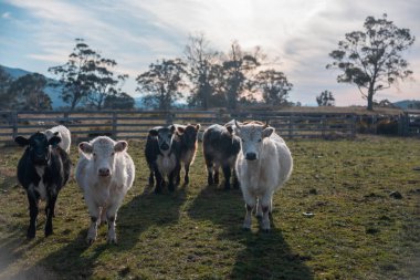 Avustralya 'da bir tarlada otlayan damızlık sığır, inek ve buzağılar. Sığır türleri arasında uzun otlaklarda wagyu, Murray Grey, Angus, Brangus ve wagyu bulunur.