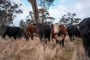 Tazmanya Avustralya 'da bir tarlada sığır eti. Baharda çayırda otlayan İngiliz sığırları. Sürdürülebilir bir tarım çiftliğinde çayırda yeşil çimenler büyüyor.