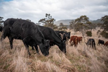 Tazmanya Avustralya 'da güzel sığırlar, ot yemek, çayırlarda otlamak. Tarımsal bir çiftlikte yetiştirilen sığır sürüsü. Sürdürülebilir tarım. Tazmanya tarımı