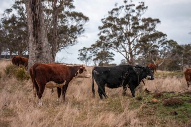Tazmanya Avustralya 'da bir tarlada sığır eti. Baharda çayırda otlayan İngiliz sığırları. Sürdürülebilir bir tarım çiftliğinde çayırda yeşil çimenler büyüyor.