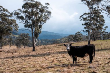 Tazmanya Avustralya 'da güzel sığırlar, ot yemek, çayırlarda otlamak. Tarımsal bir çiftlikte yetiştirilen sığır sürüsü. Sürdürülebilir tarım. Tazmanya tarımı