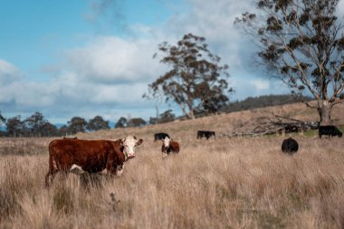 Tazmanya Avustralya 'da güzel sığırlar, ot yemek, çayırlarda otlamak. Tarımsal bir çiftlikte yetiştirilen sığır sürüsü. Sürdürülebilir tarım. Tazmanya tarımı