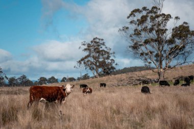 Tazmanya Avustralya 'da güzel sığırlar, ot yemek, çayırlarda otlamak. Tarımsal bir çiftlikte yetiştirilen sığır sürüsü. Sürdürülebilir tarım. Tazmanya tarımı